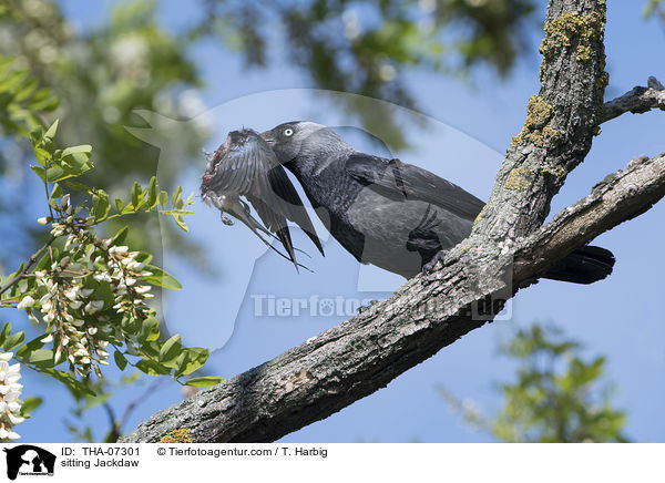 sitzende Dohle / sitting Jackdaw / THA-07301