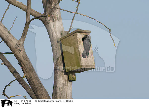 sitzende Dohle / sitting Jackdaw / THA-07306