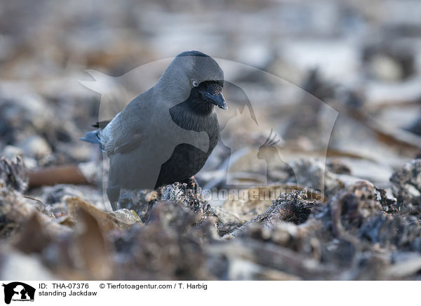stehende Dohle / standing Jackdaw / THA-07376