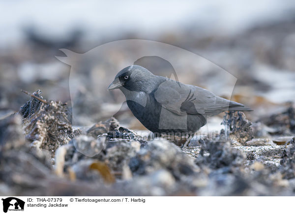standing Jackdaw / THA-07379