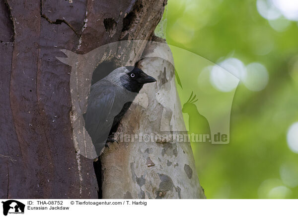 Dohle / Eurasian Jackdaw / THA-08752