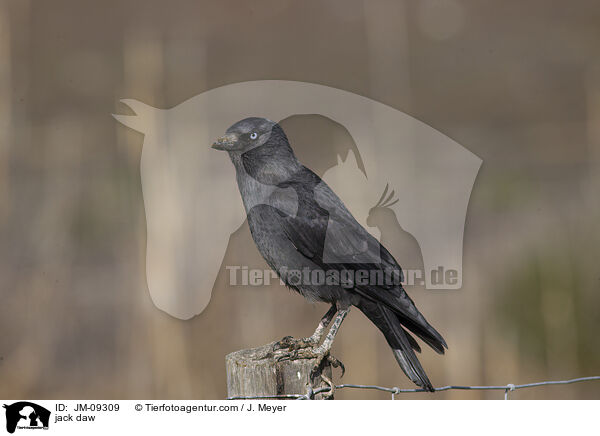 Dohle / jack daw / JM-09309