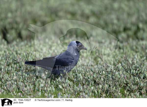 Dohle / jack daw / THA-10627