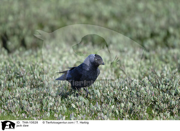 Dohle / jack daw / THA-10628