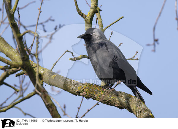 Dohle / jack daw / THA-11086