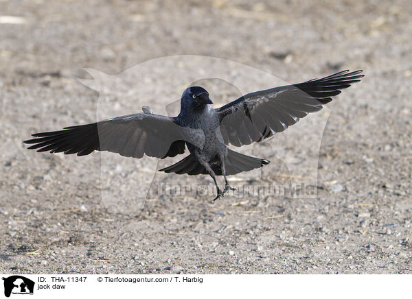 Dohle / jack daw / THA-11347