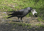 jack daw