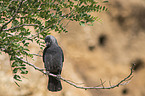 jack daw