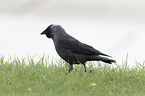 jack daw
