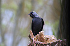 jackdaw