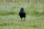 jack daw