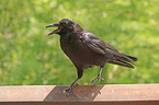 jack daw