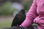 jackdaw