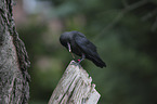 jackdaw eats cherry