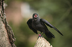 jackdaw