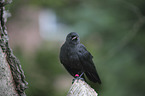 jackdaw