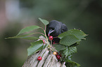 jackdaw