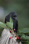 jackdaw