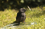 jackdaw