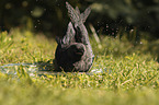 Jackdaw bathes in water bowl