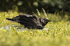 Jackdaw bathes in water bowl