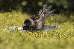 Jackdaw bathes in water bowl