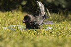 Jackdaw bathes in water bowl