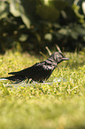 Jackdaw bathes in water bowl