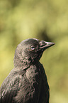 jackdaw portrait