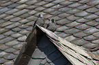 sitting Jackdaws