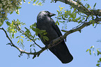 sitting Jackdaw