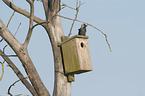 sitting Jackdaw