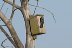 sitting Jackdaw