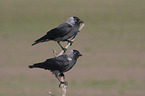 sitting Jackdaws