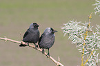 sitting Jackdaws