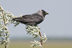 sitting Jackdaw