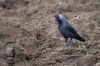 walking Jackdaw