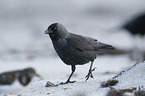walking Jackdaw