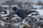 standing Jackdaw