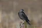 jack daw