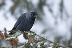 jack daw