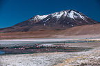 Puna flamingos