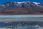 Puna flamingos