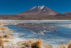 Puna flamingos