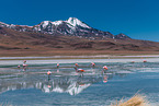 Puna flamingos