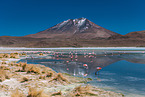 Puna flamingos