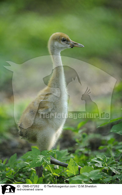 Mandschurenkranich / red-crowned crane / DMS-07262