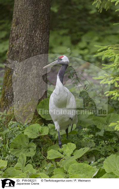 Mandschurenkranich / Japanese Crane / PW-08221