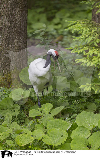 Mandschurenkranich / Japanese Crane / PW-08222