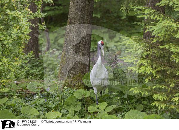 Mandschurenkranich / Japanese Crane / PW-08226